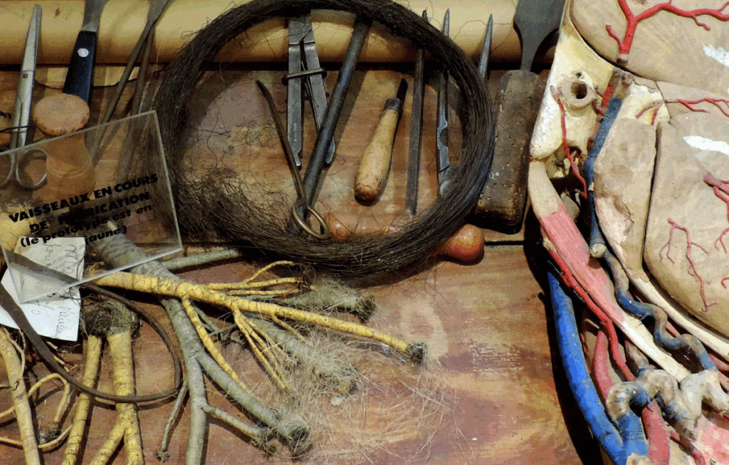 Musée de l'anatomie